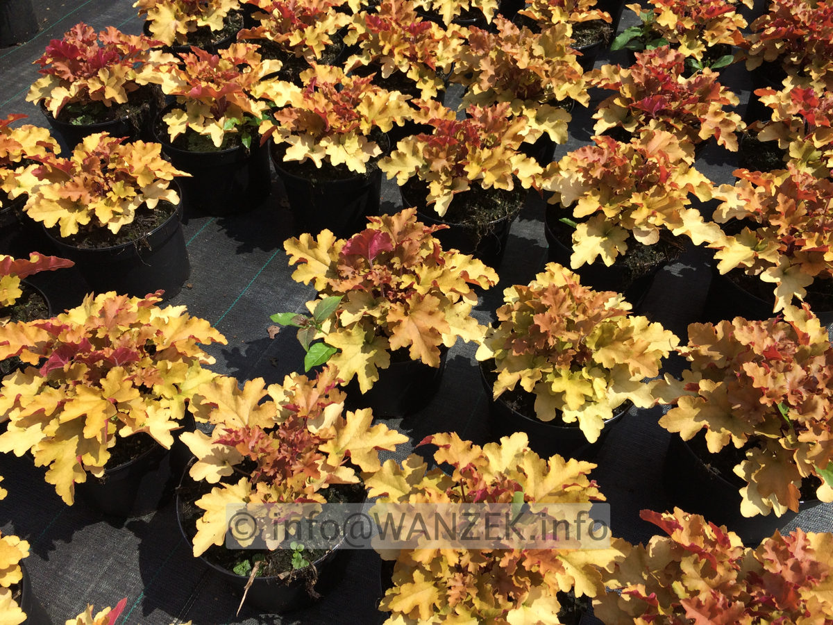 Heuchera Hybride Marmalade 02.JPG